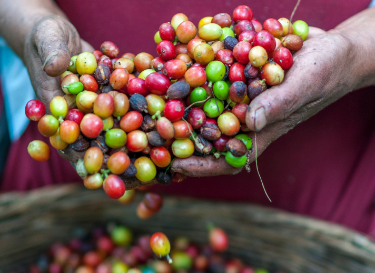 Freshly picked coffee beans