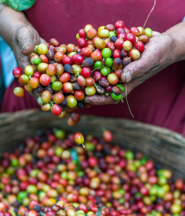 Freshly picked coffee beans